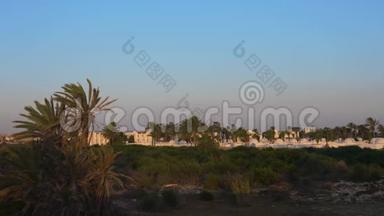 日<strong>出清</strong>晨，古老的阿拉伯城市景观之上。 绿色灌木丛。 棕榈树的叶子在风中摇曳。 锁定